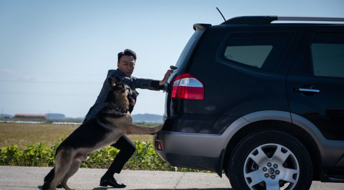 毛小孩正夯《明明會說話》天才狗演員演技爆發影帝也嘆服