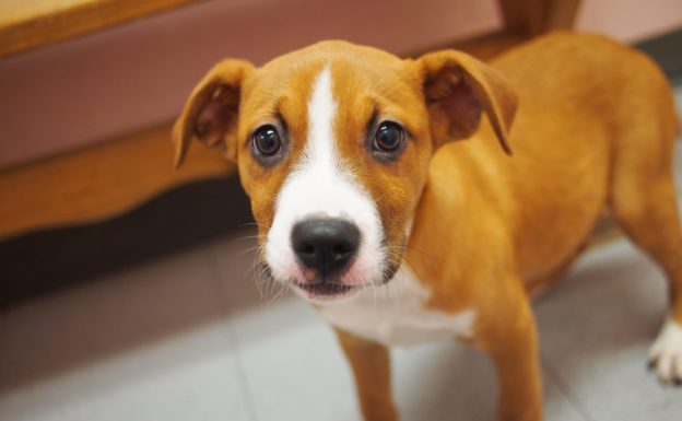 世界動物衛生組織:武漢肺炎人犬傳染途徑暫無證據