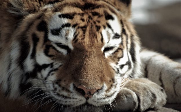 動物感染出現,紐約動物園老虎確診武漢肺炎